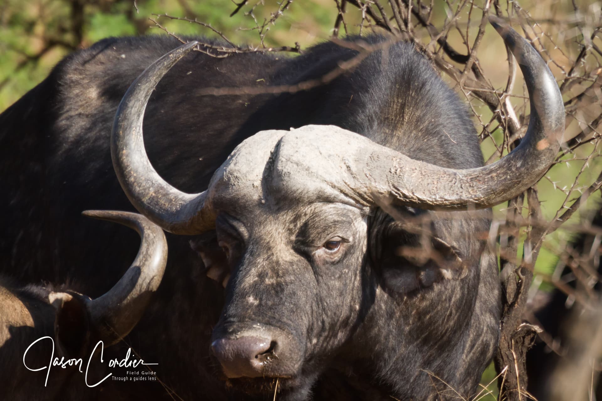 An old buffalo bull, one of the reserve's Big Five.