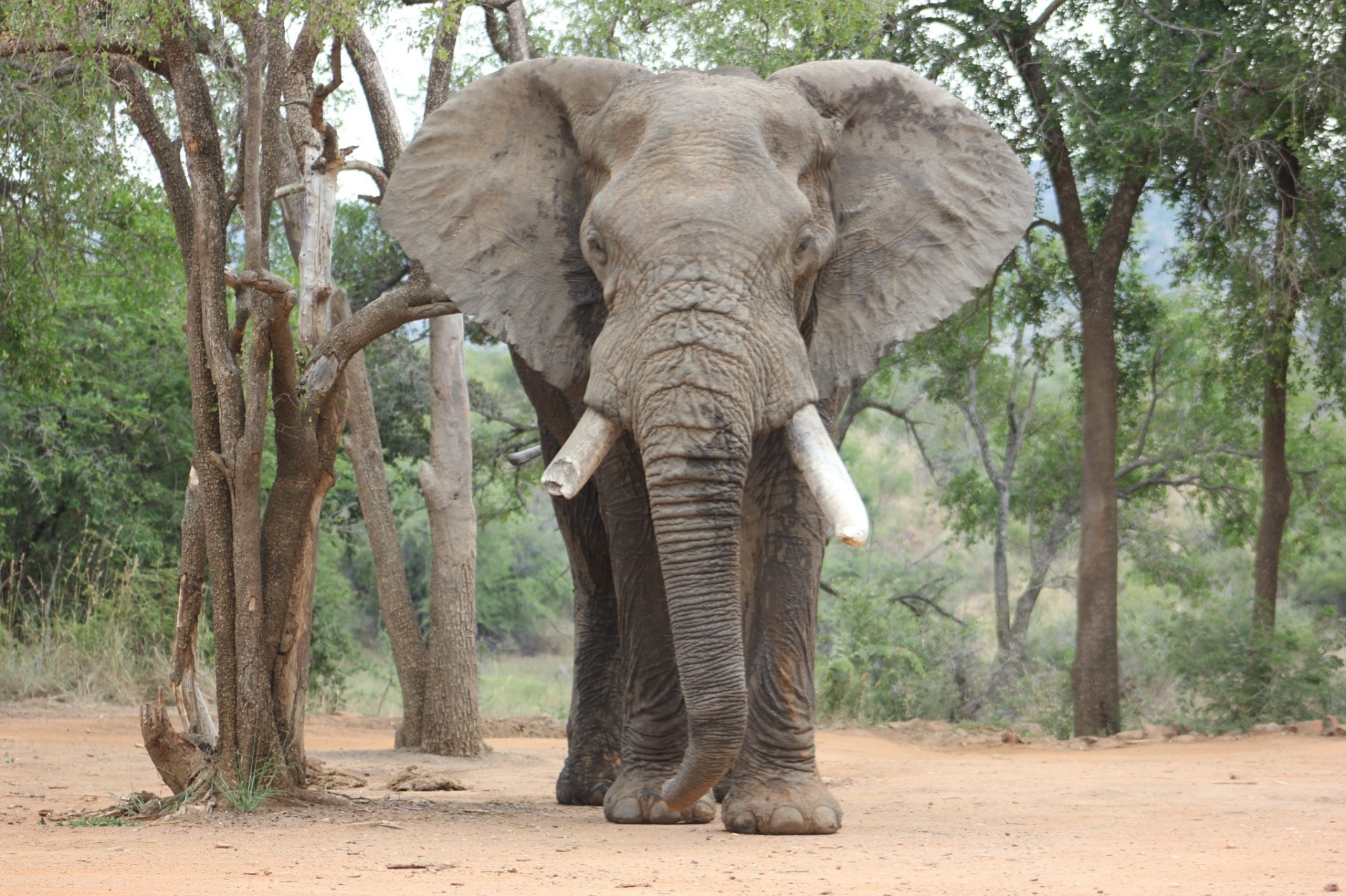 Pilane - patriarch bull, namesake of one of our chalets.