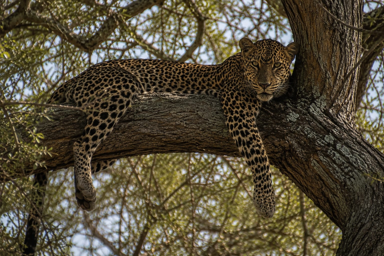 A pair of leopards spotted in the reserve - a rare and unforgettable sighting.