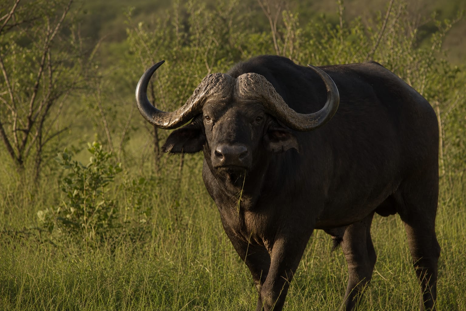 Cape buffalo standing tall in the open grasslands.