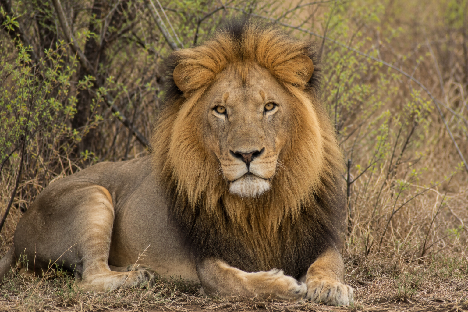 A magnificent male lion resting in the bushveld - one of the Big Five.