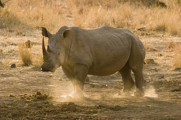 White rhino kicking up dust in the late afternoon light.
