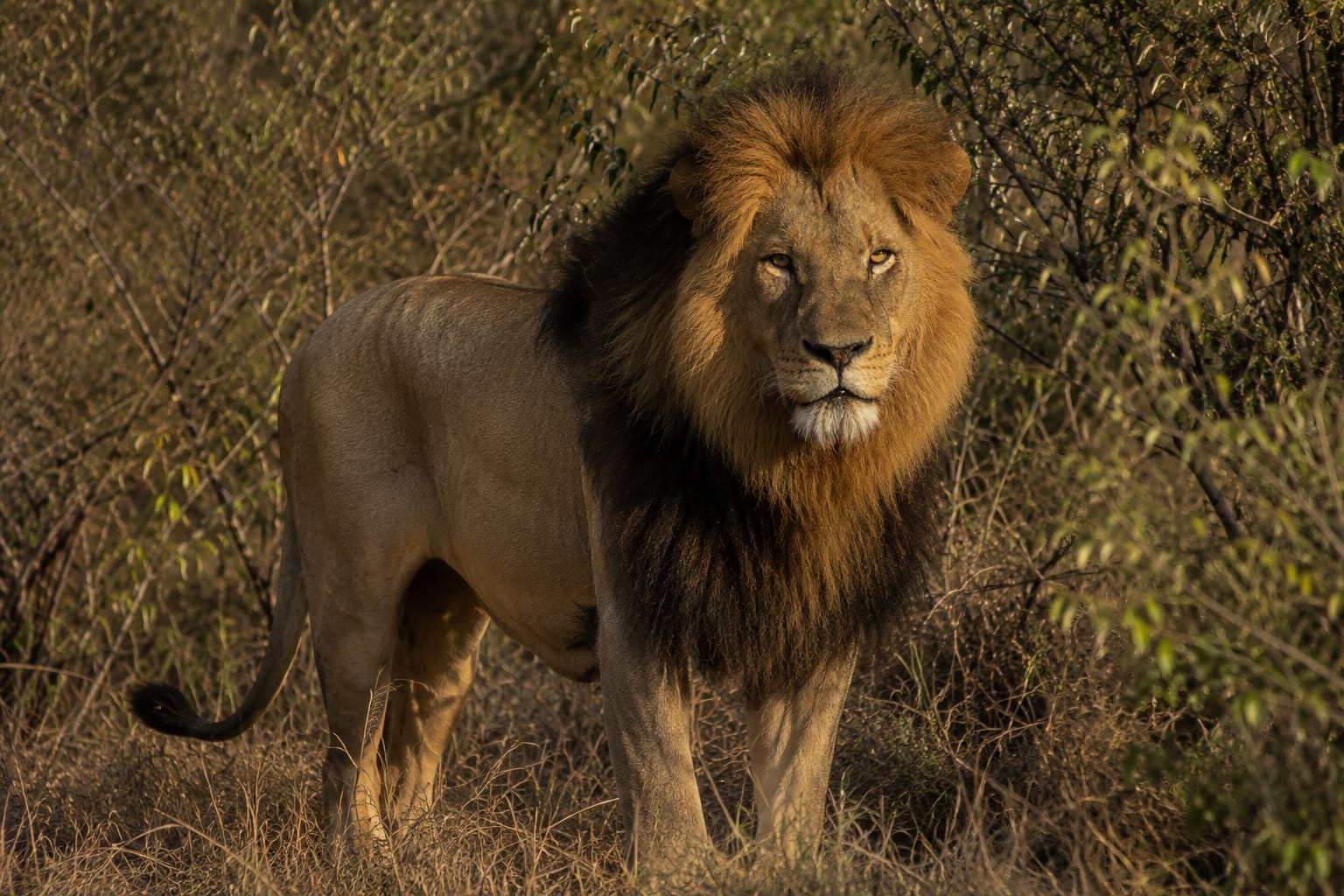 A black-maned lion standing alert in the golden bushveld light.