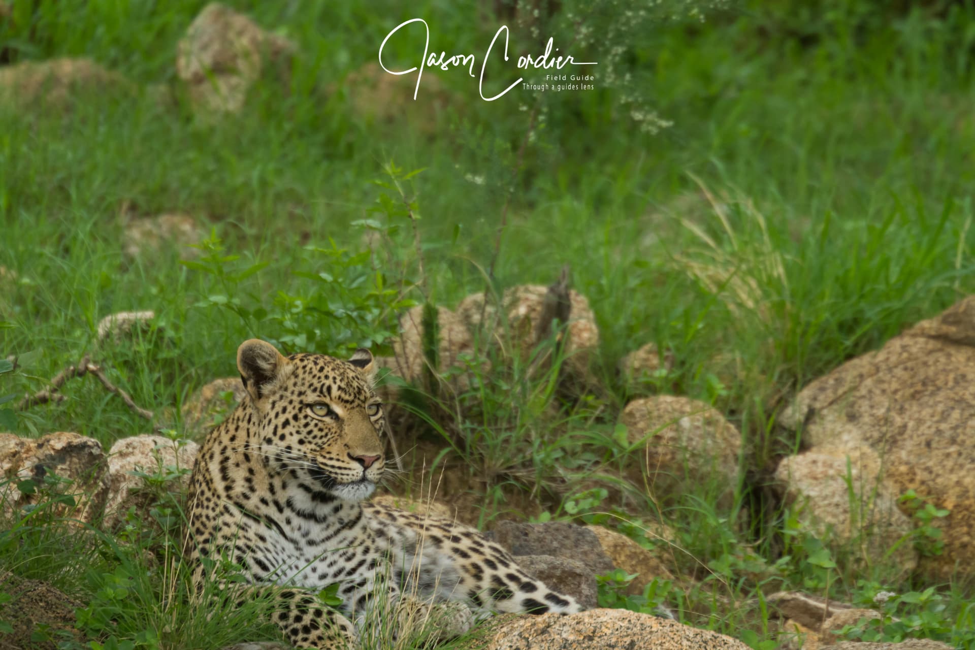 A leopard at rest among the rocks after summer rains.