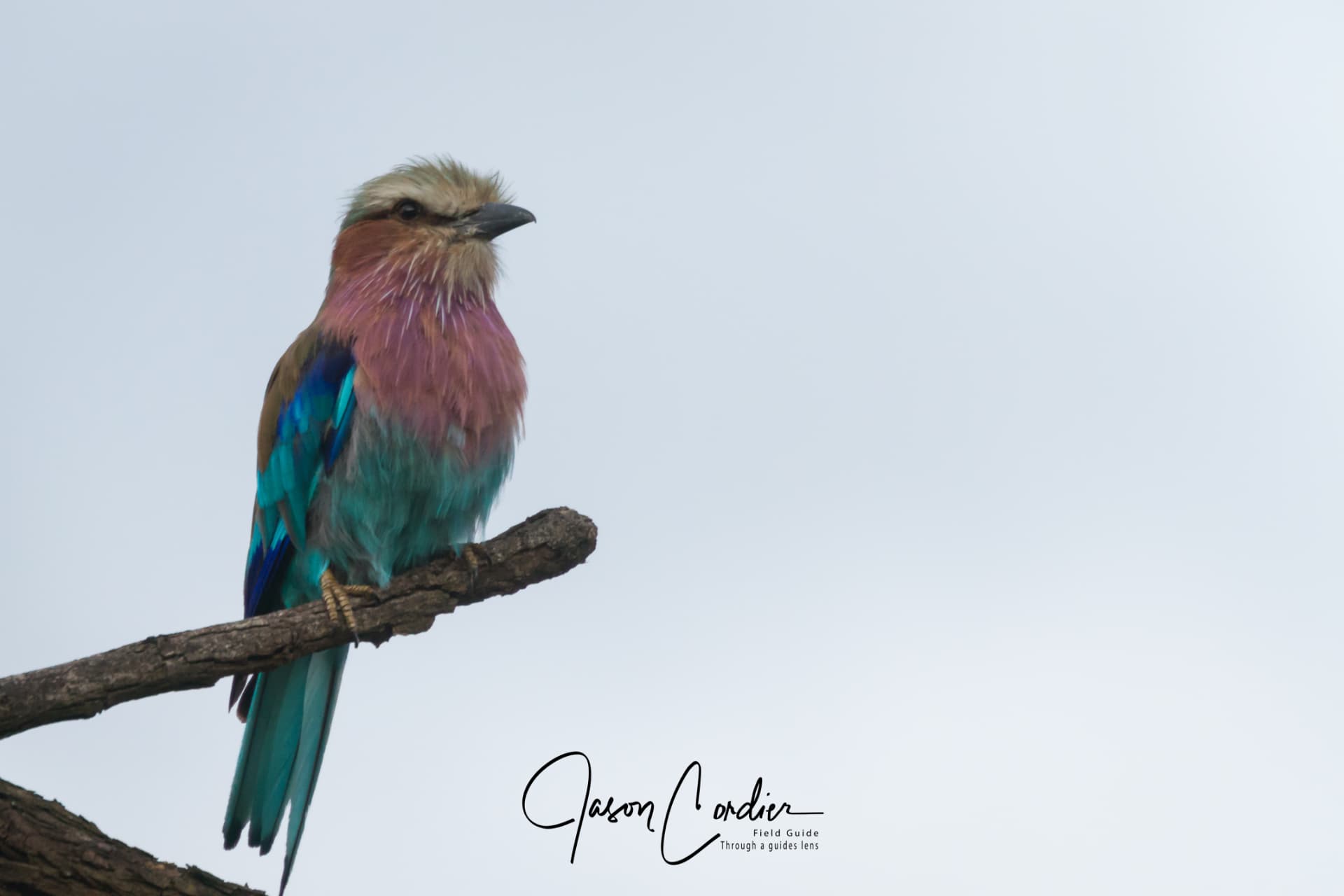 A lilac-breasted roller perched against an open sky.