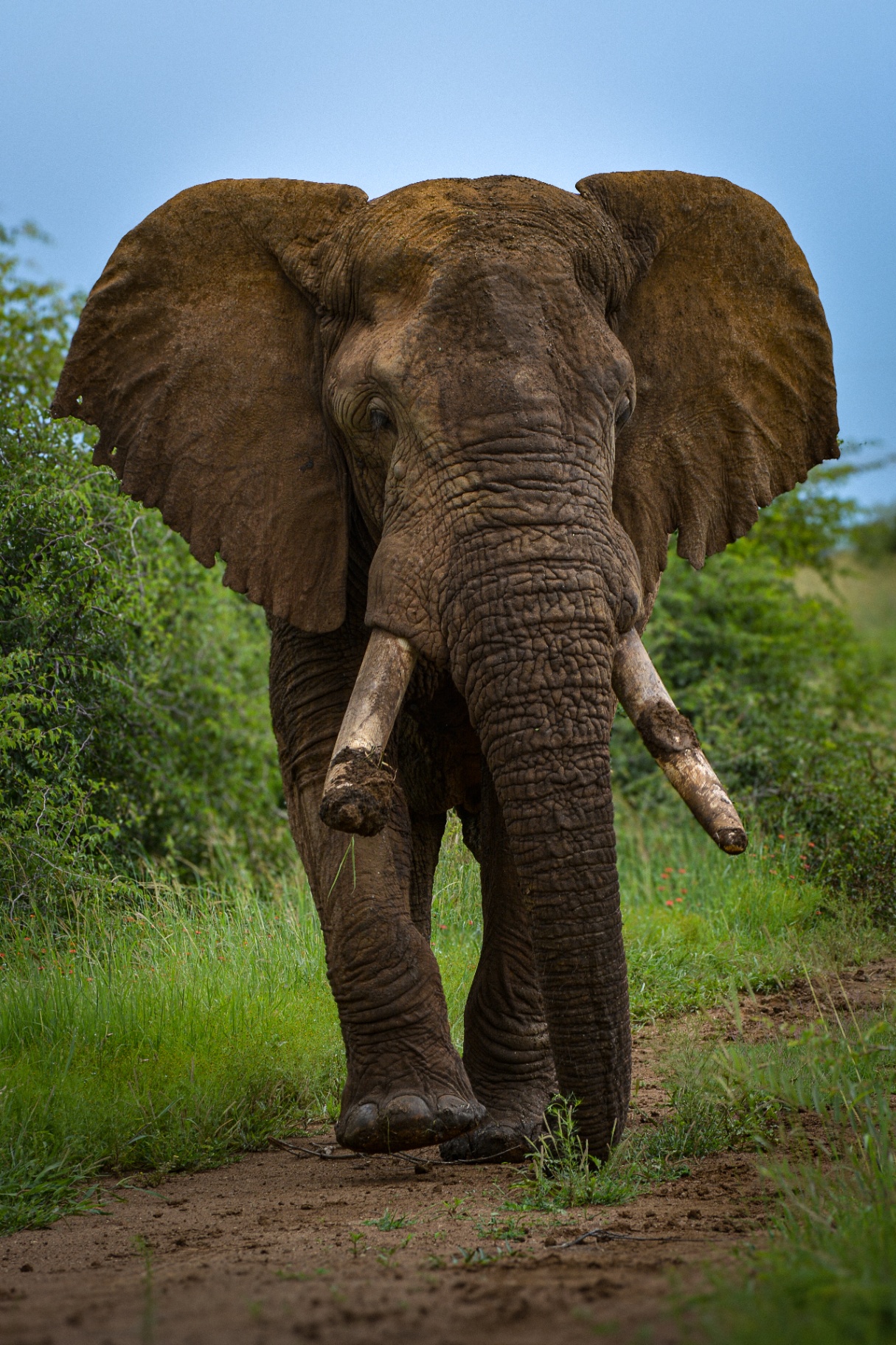 Amarula - patriarch bull, namesake of one of our chalets.