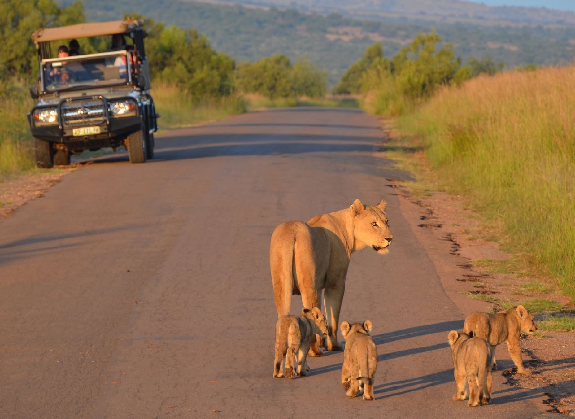 Lioness with her cubs crossing the road as a game vehicle looks on.