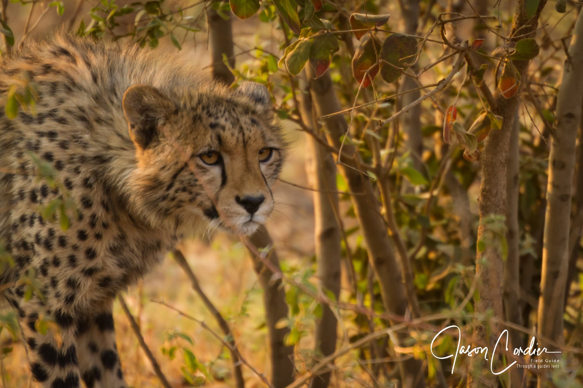 A cheetah watching from cover in the golden bush.
