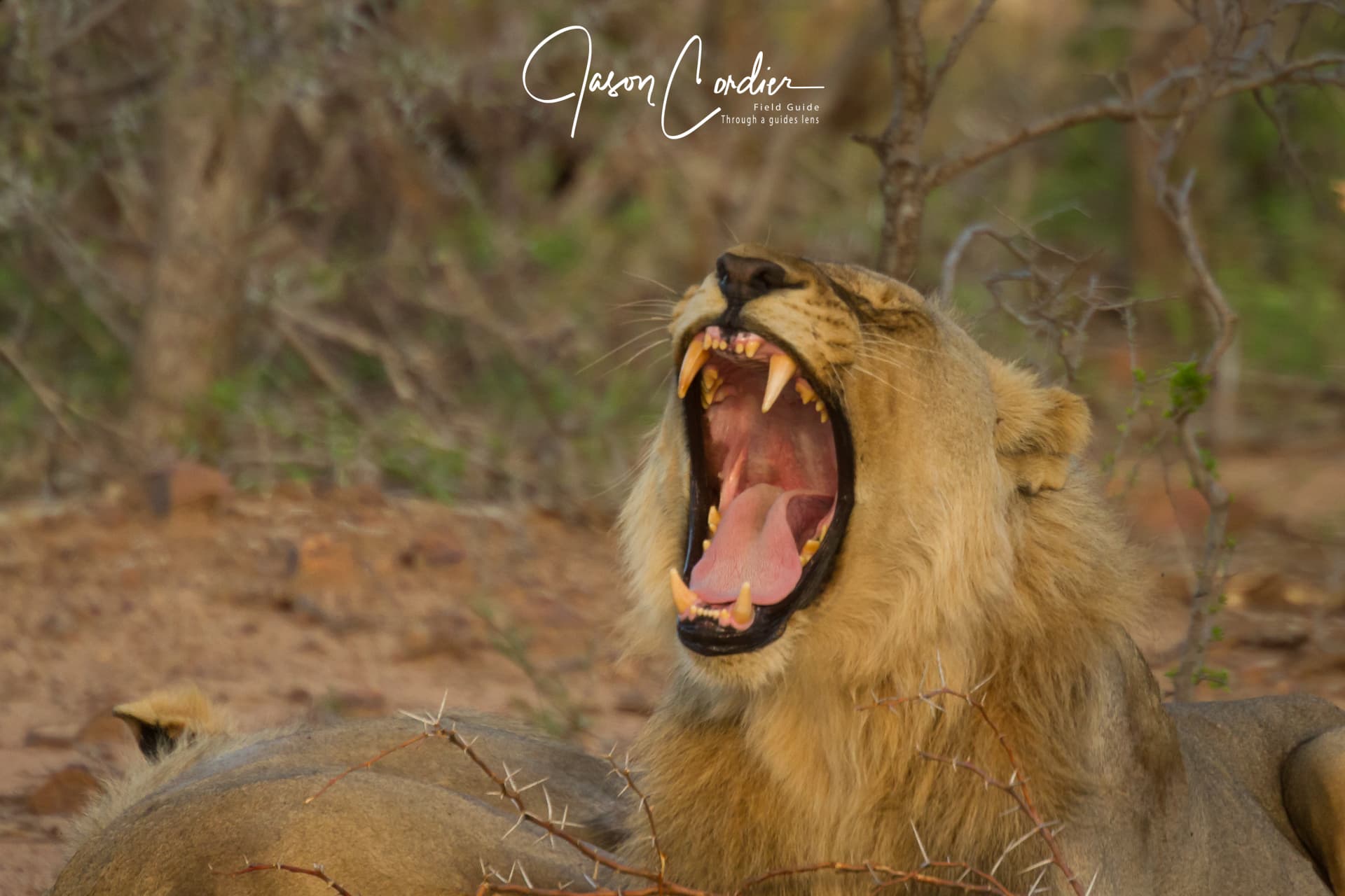 A young male lion yawns in the early morning bush.