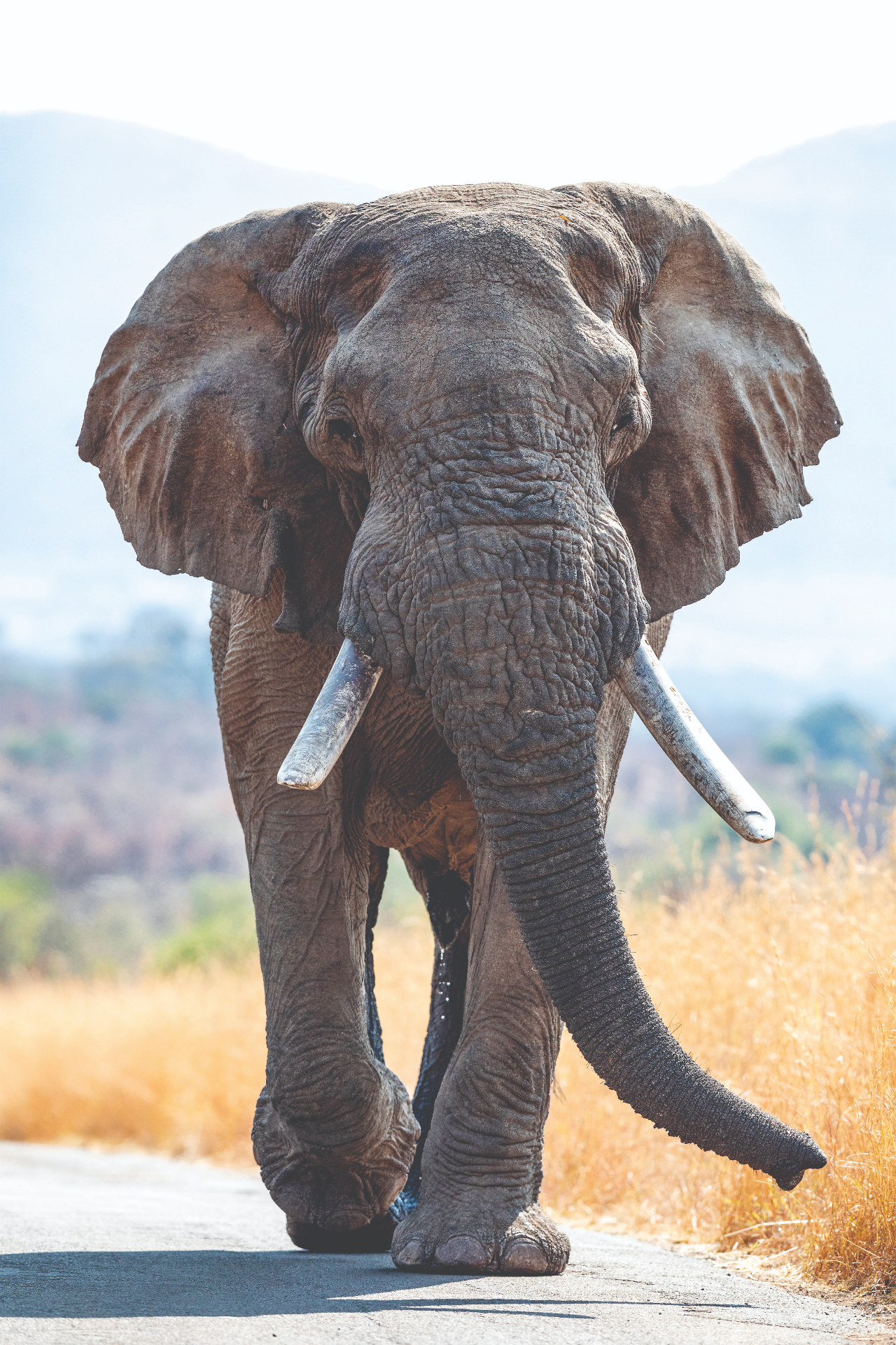 Mavuso - one of the patriarch bulls of the reserve.