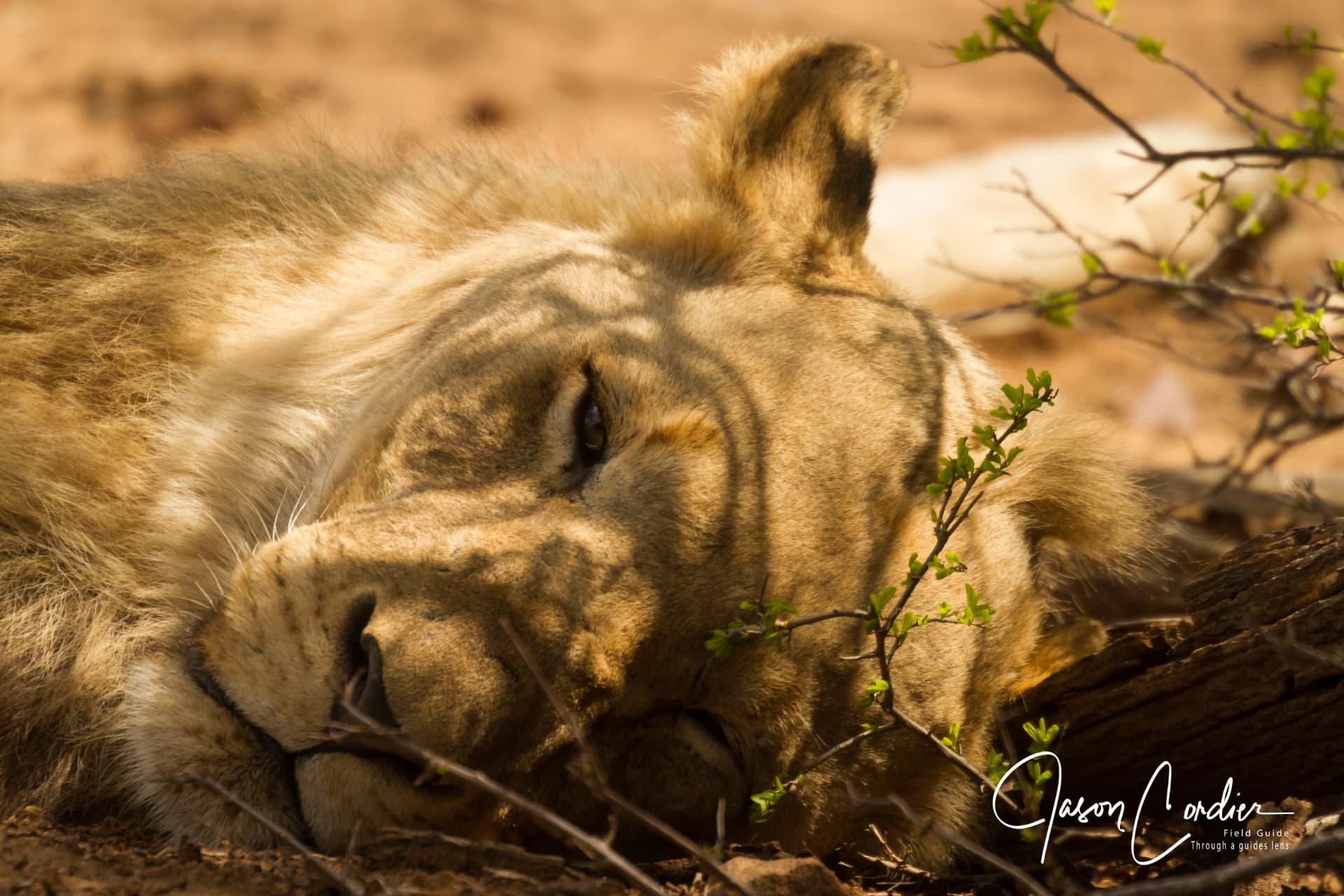 A lioness dozing in the shade of the thicket.