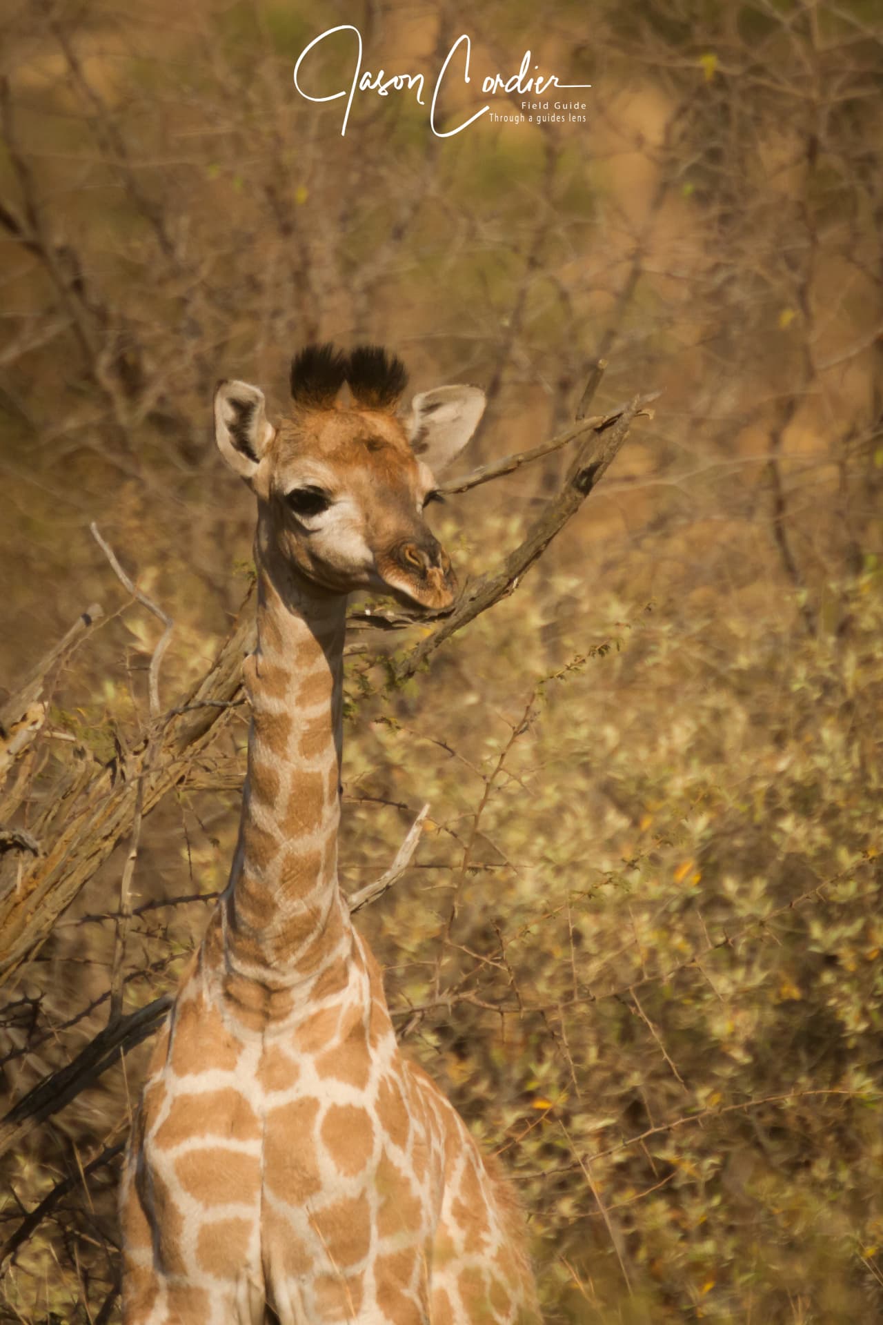 A young giraffe browsing quietly in the thornveld.