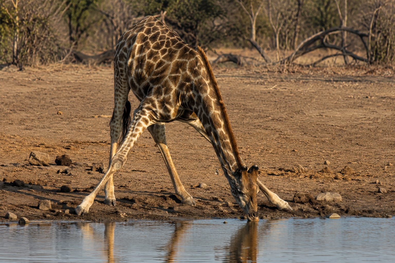 A giraffe crossing the road in front of a game drive vehicle.