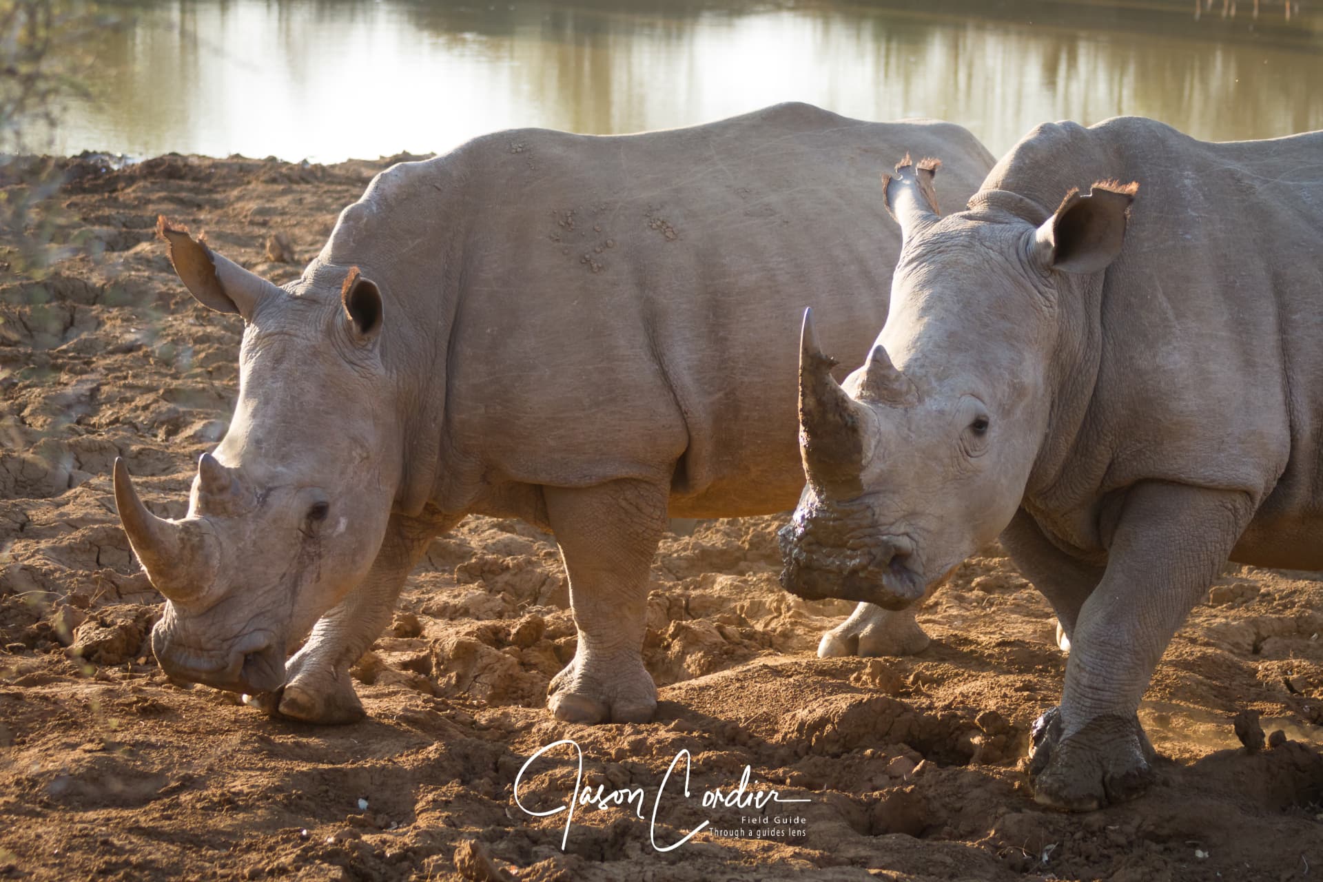 Two white rhino at the waterhole in late afternoon light.